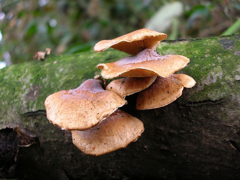 Panellus patellaris     (Fr.)      Konrad & Maubl
